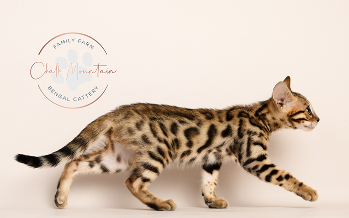 Cute brown rosetted Bengal kitten exploring outdoors on harness